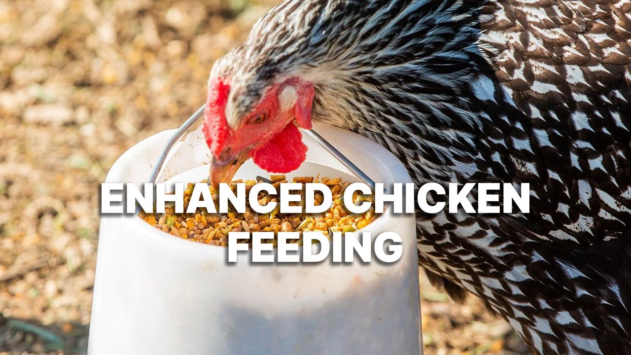 Improved chicken feed